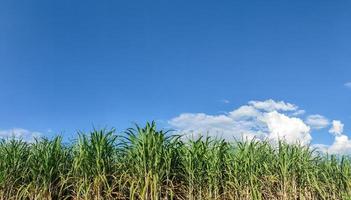 canna da zucchero i campi e blu cielo foto