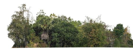 verde alberi isolato su bianca sfondo.sono foresta e fogliame nel estate per tutti e due stampa e ragnatela pagine con tagliare sentiero e alfa canale foto