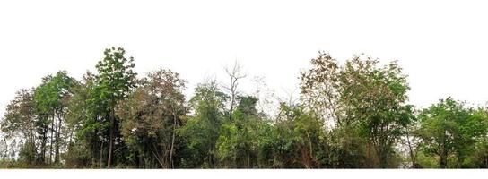 verde alberi isolato su bianca sfondo.sono foresta e fogliame nel estate per tutti e due stampa e ragnatela pagine con tagliare sentiero e alfa canale foto