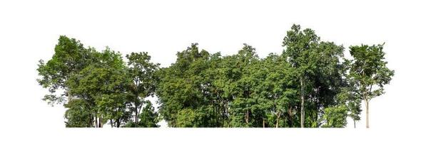 verde alberi isolato su bianca sfondo.sono foresta e fogliame nel estate per tutti e due stampa e ragnatela pagine con tagliare sentiero e alfa canale foto