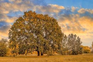 gigante quercia albero con giallo fogliame a tramonto autunno giorno. autunno albero fantastico cielo al di sopra di asciutto prato al di sopra di sfondo. luminosa tramonto cielo, idilliaco escursioni a piedi scena, Perfetto modulo albero presto autunno paesaggio foto