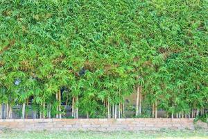 bambù albero con verde le foglie naturale recinto decorazione all'aperto sfondo foto