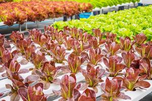 pianta di insalata di lattuga con foglie rosse organiche fresche nel sistema di allevamento di verdure idroponiche foto