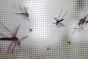 molti zanzare su insetto netto filo schermo vicino su su Casa finestra foto