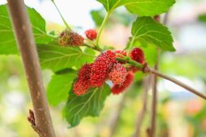 frutti di gelso rosso fresco sul ramo di albero foto