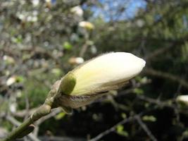 bianca magnolia fiore contro il cielo avvicinamento foto