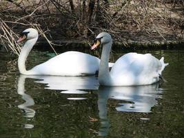 combaciamento Giochi di un' paio di bianca cigni. cigni nuoto su il acqua nel natura. latino nome Cygnus olor. foto