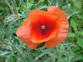 rosso papavero fiori su il campo come simbolo per ricordo giorno foto