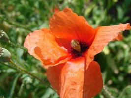 rosso papavero fiori su il campo come simbolo per ricordo giorno foto