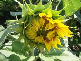 girasoli crescere nel il campo nel il estate di il sfondo di il blu cielo. avvicinamento foto