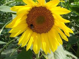 miele ape impollinazione girasole. ape produce miele su un' fiore. avvicinamento tiro di ape raccogliere nettare su girasole foto