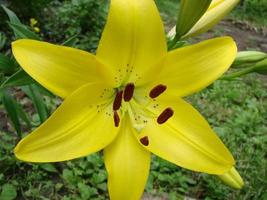 il fiore di un' giallo giglio in crescita nel un' giardino. foto