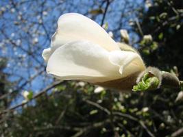 bianca magnolia fiore contro il cielo avvicinamento foto