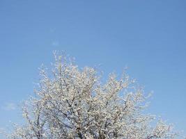 primavera fiorire sfondo. bellissimo natura scena con fioritura albero e sole bagliore. soleggiato giorno. primavera fiori. foto