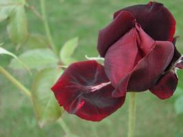 germoglio, fiore di un' rosso varietale rosa su il sfondo di verde erba nel il giardino, molla, estate, vacanza foto