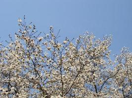 bianca magnolia fiore fioritura su sfondo di sfocato foto