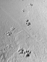 calcestruzzo pavimento con cane impronte e gatto impronte a piedi Su. foto