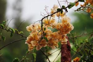 fiori di bouganville arancioni. foto
