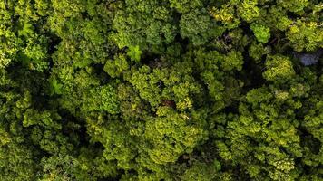 aereo tiro di un' foresta pluviale foto