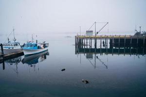 lontra asilo nel morro baia California foto