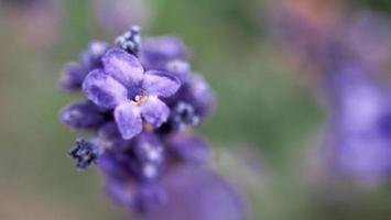 i campi di lavanda fioriscono a Hokkaido in Giappone per rilassarsi in estate o in primavera. foto