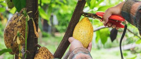 avvicinamento mani di un' cacao contadino uso potatura cesoie per tagliare il cacao baccelli o frutta maturo giallo cacao a partire dal il cacao albero. raccogliere il agricolo cacao attività commerciale produce. foto