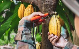 avvicinamento mani di un' cacao contadino uso potatura cesoie per tagliare il cacao baccelli o frutta maturo giallo cacao a partire dal il cacao albero. raccogliere il agricolo cacao attività commerciale produce. foto