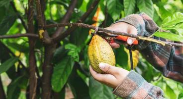 avvicinamento mani di un' cacao contadino uso potatura cesoie per tagliare il cacao baccelli o frutta maturo giallo cacao a partire dal il cacao albero. raccogliere il agricolo cacao attività commerciale produce. foto