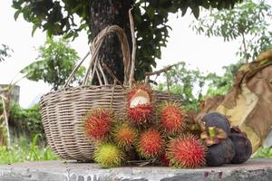 agricoltore raccolto rambutan e mangostano frutta nel il giardino ha un' delizioso dolce gusto su natura sfondo. foto