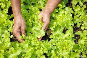 il mani di il anziano fare agricoltura catturare biologico verde insalata verdura nel il terra complotto. concetto di salutare mangiare, biologico cibo crescere verdure per mangiare a casa. copia spazio foto