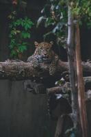 sri lanka leopardo dire bugie su un' albero tronco foto