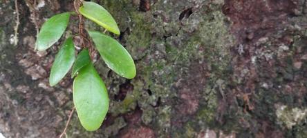 pirrosia eleagnifolia, comunemente conosciuto come il corteccia di foglia felce, o ota nel maori, è un' arrampicata felce endemico per nuovo zelanda. foto