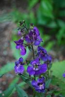 bella fioritura delfinio fiori foto