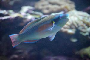 bellissimo pappagallo pesce nuoto subacqueo foto