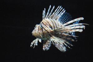 mozzafiato pesce leone nuoto nel un acquario foto