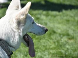 profilo di un' bella bianca Tedesco pastore cane foto