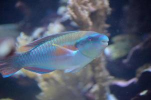 bellissima blu pappagallo pesce nuoto lungo foto