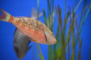 sorprendente macchiato pappagallo pesce nuoto attraverso il acqua foto