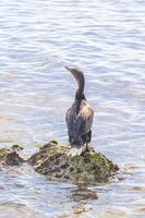 neotropi coda lunga cormorano su roccia pietra a spiaggia Messico. foto