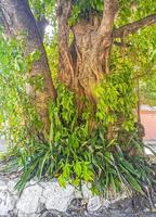 enorme bellissimo ficus maxima Figura albero playa del Carmen Messico. foto