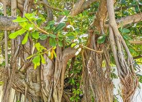 enorme bellissimo ficus maxima Figura albero playa del Carmen Messico. foto