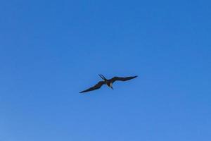 fregata uccelli gregge volare blu cielo nuvole sfondo nel Messico. foto