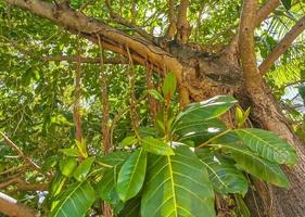 enorme bellissimo ficus maxima Figura albero playa del Carmen Messico. foto