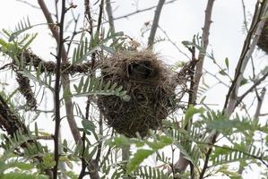 uccelli nido su superiore di albero foto