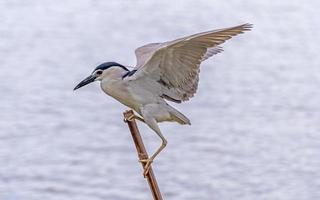 nycticorax nycticorax arroccato su un' albero ceppo nel il fiume foto