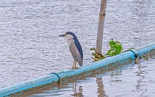 nycticorax nycticorax arroccato su un' albero ceppo nel il fiume foto