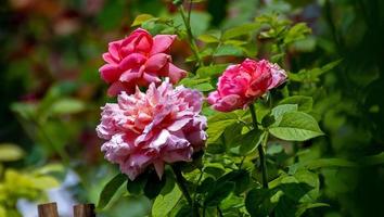 Rose fioritura nel il giardino foto