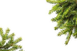 verde abete rosso, pino ramo isolato su bianca sfondo. concetto spazio per testo, nuovo anno carta, Natale striscione, nuovo anno, saldi, foto