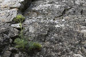 seselli branchia, selvaggio carota fiore, millefoglie fiore, millefoglie Achillea, solitario pianta su grigio calcare marmo pietra sfondo. foto