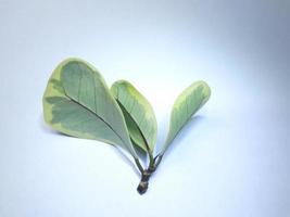 nella foto dietro a il le foglie di il ficus deltoidea, un ornamentale albero. il aspetto di il le foglie è piace un' cuore. il le foglie venire nel Due colori, bianca e verde. posto su un' bianca sfondo